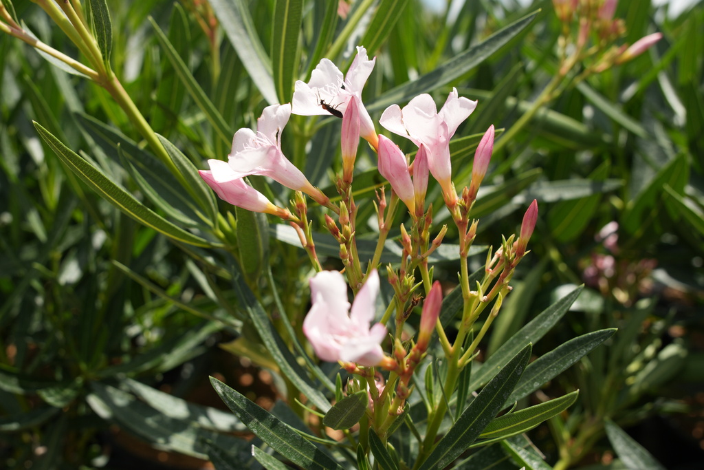 Durant FFA Plant Sale