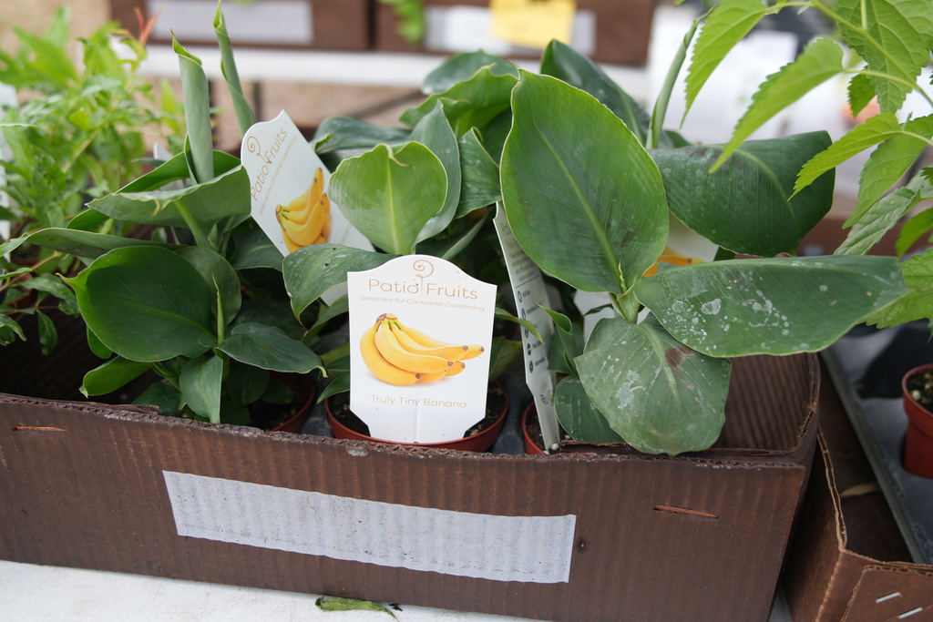 Durant FFA Plant Sale