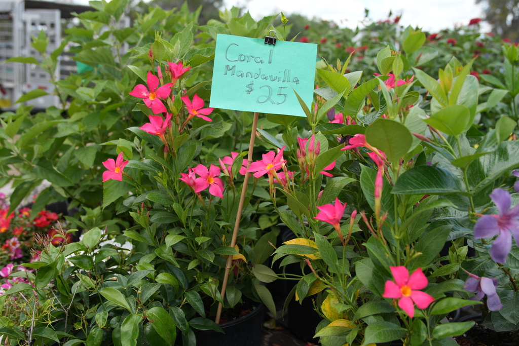 Durant FFA Plant Sale
