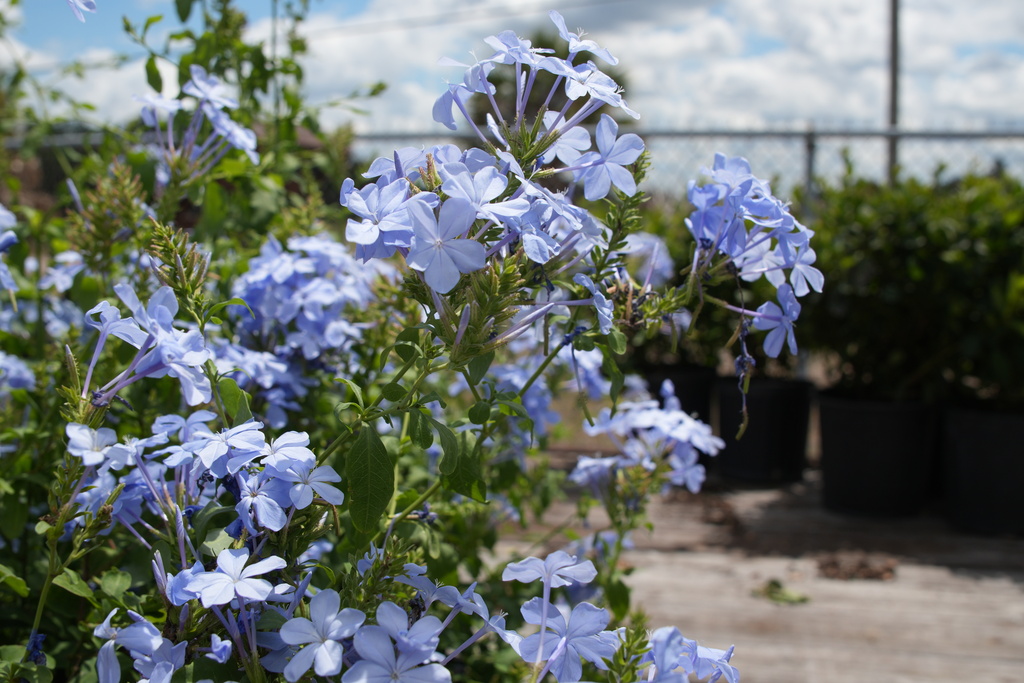Durant FFA Plant Sale