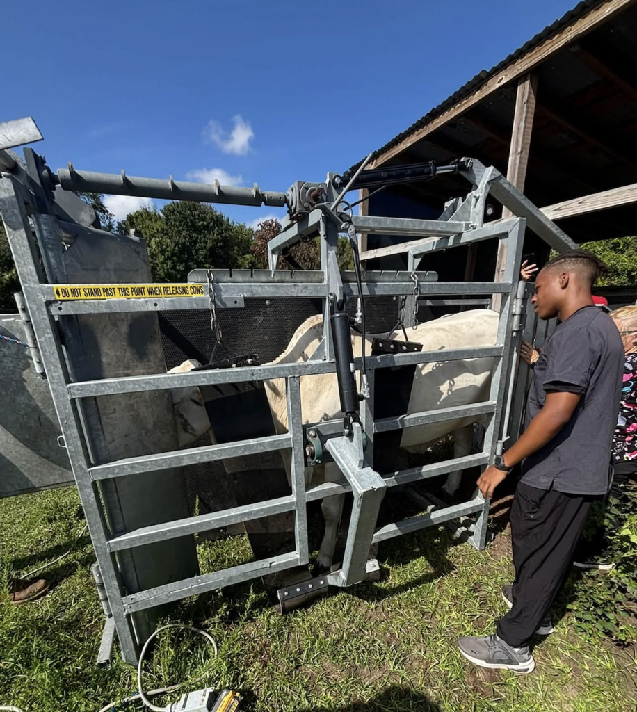 Vet 4 Students at Freedom High School work with a farrier to trim cows hooves. 