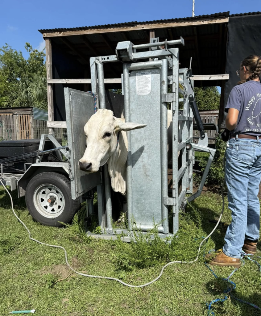 Vet 4 Students at Freedom High School work with a farrier to trim cows hooves. 