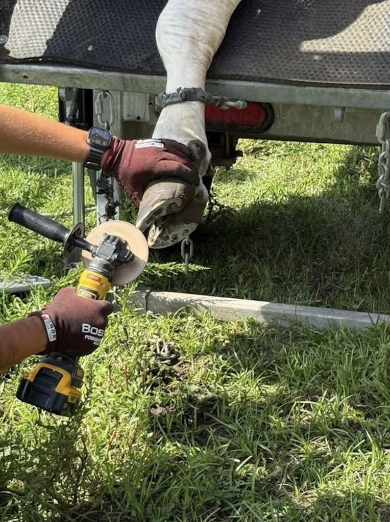Vet 4 Students at Freedom High School work with a farrier to trim cows hooves. 