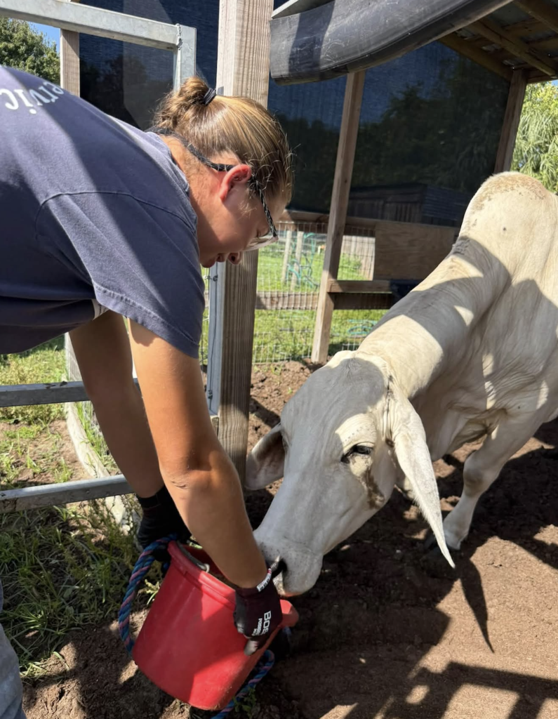 Vet 4 Students at Freedom High School work with a farrier to trim cows hooves. 