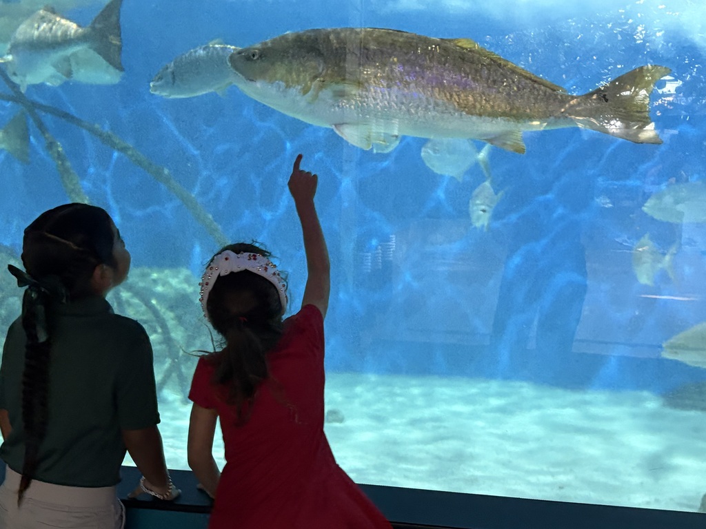 Two young students pointing at a large fish in an aquarium