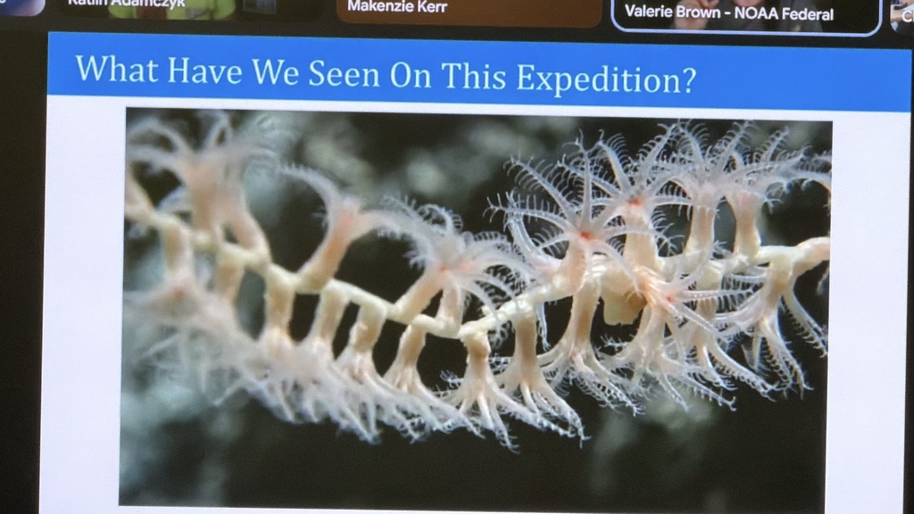 Wharton High School students speak with NOAA Ocean Exploration scientists via Zoom call