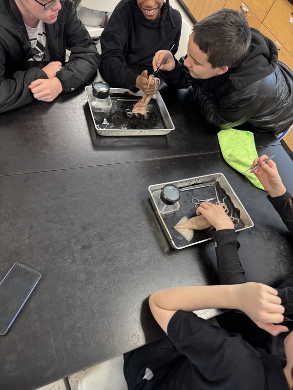 squid dissection