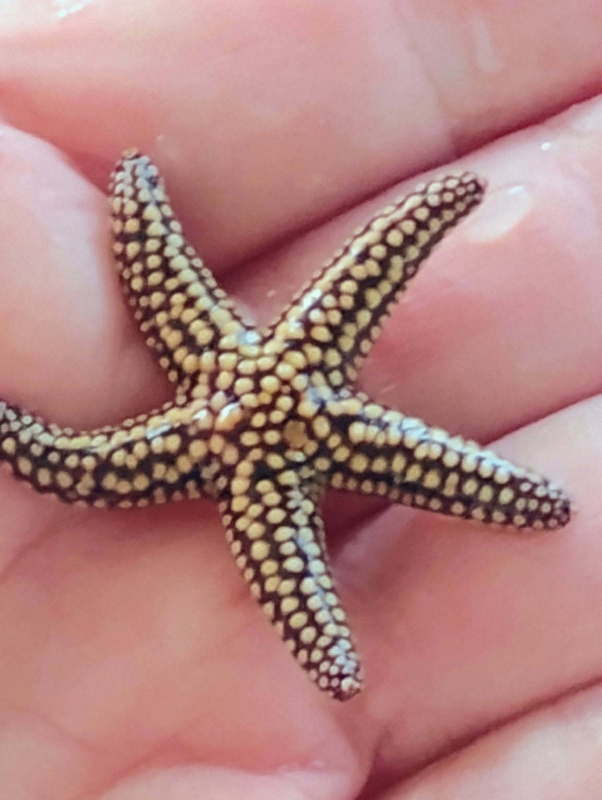 Starfish
