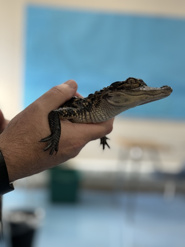 Florida AquariumVisit to talk about alligators 