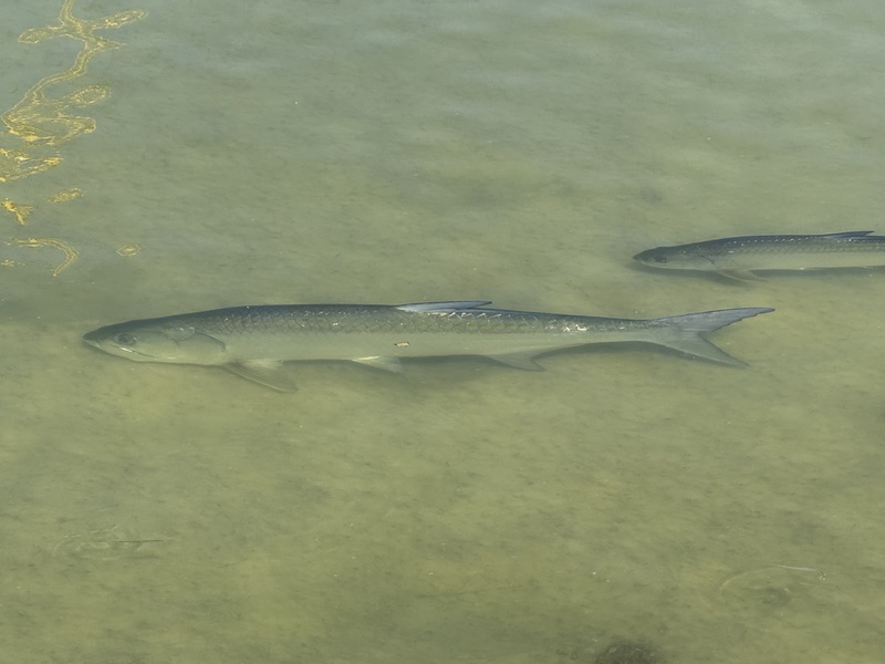 Manatee Viewing at TECO Electric Field Trip