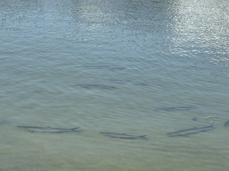 Manatee Viewing at TECO Electric Field Trip