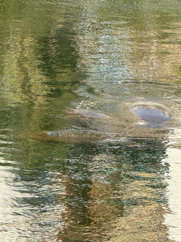 Manatee Viewing at TECO Electric Field Trip