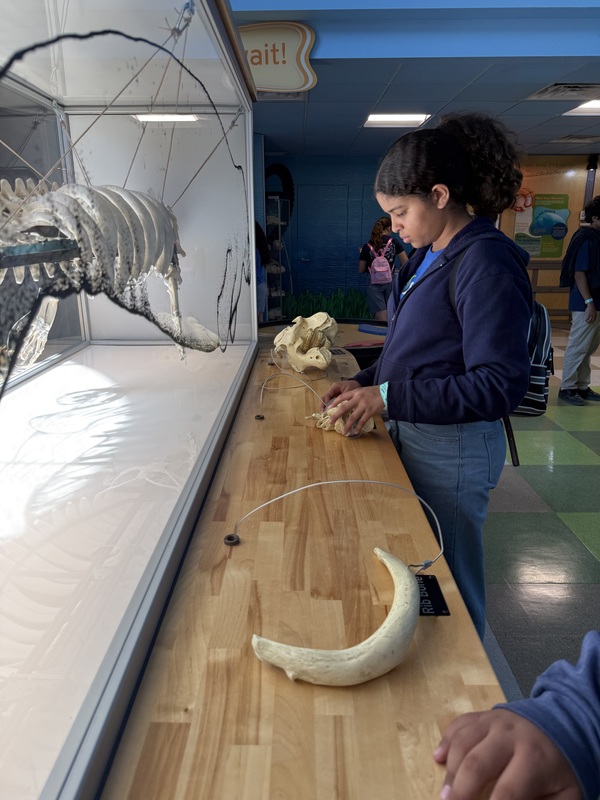 Manatee Viewing at TECO Electric Field Trip