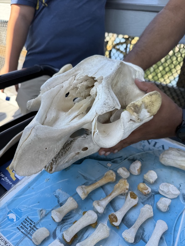 Manatee Viewing at TECO Electric Field Trip