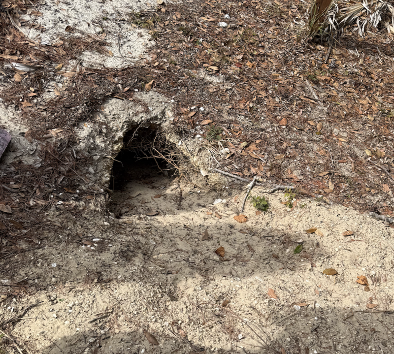 gopher tortoise burrow 