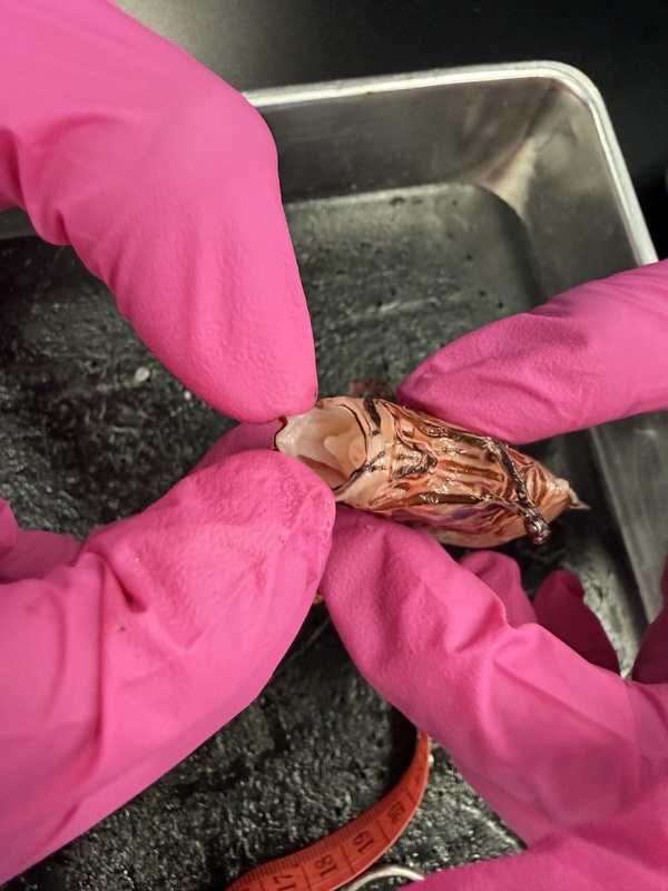 Lionfish dissection