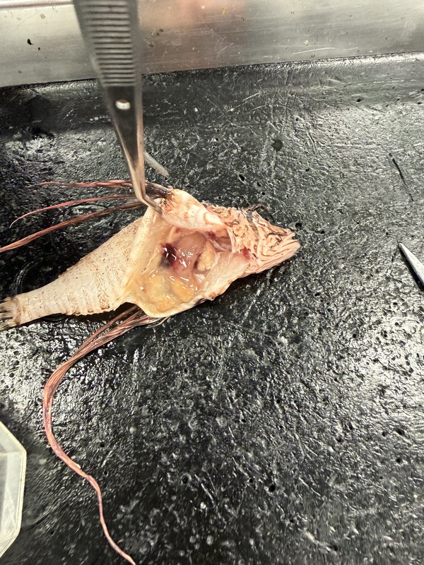 Lionfish dissection