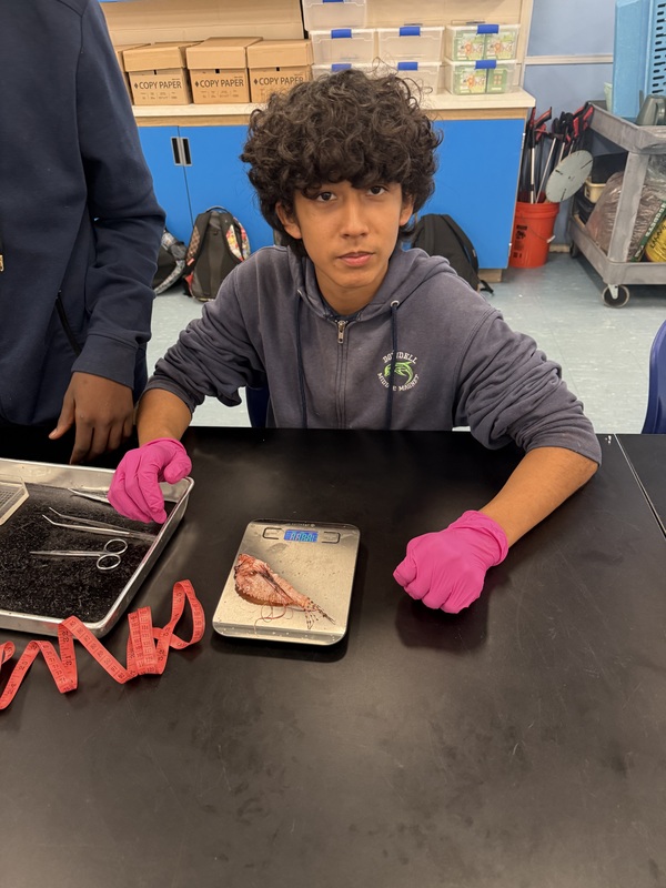 Lionfish dissection