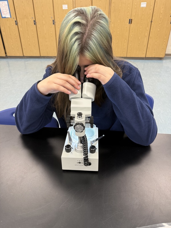 student looking at plankton