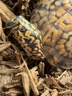 HOPE in Action Summit