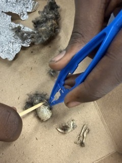 Owl Pellet Dissection