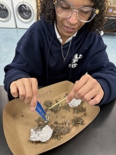Owl Pellet Dissection