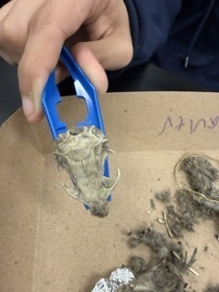 Owl Pellet Dissection