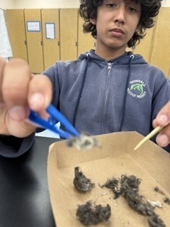 Owl Pellet Dissection