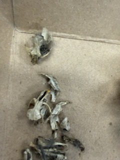 Owl Pellet Dissection