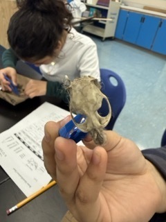 Owl Pellet Dissection