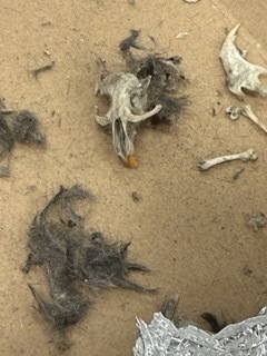 Owl Pellet Dissection