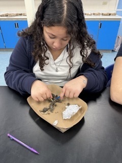 Owl Pellet Dissection