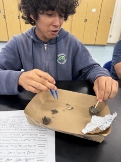 Owl Pellet Dissection