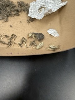 Owl Pellet Dissection