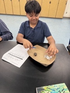 Owl Pellet Dissection