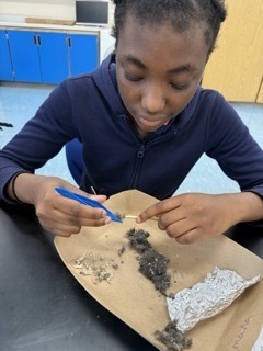 Owl Pellet Dissection