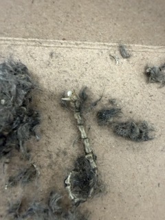 Owl Pellet Dissection