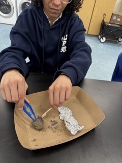 Owl Pellet Dissection