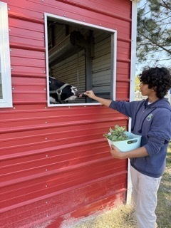 visiting the animals