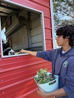 visiting the animals