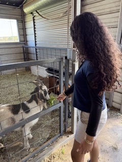 visiting the animals