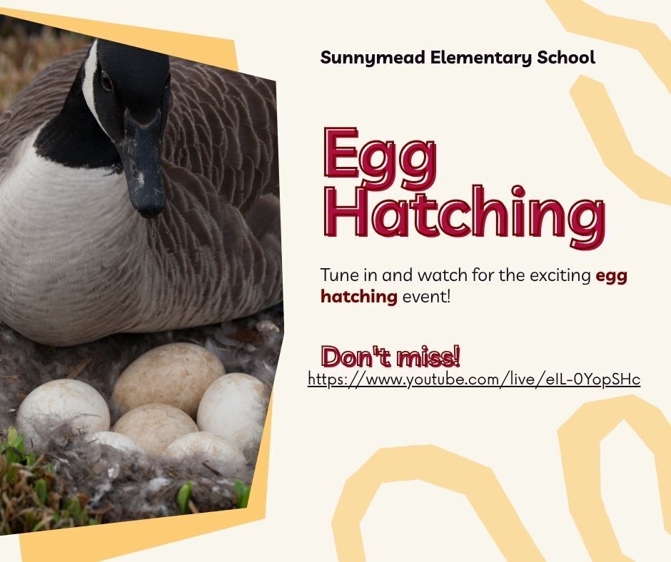 Egg Hatching Flyer