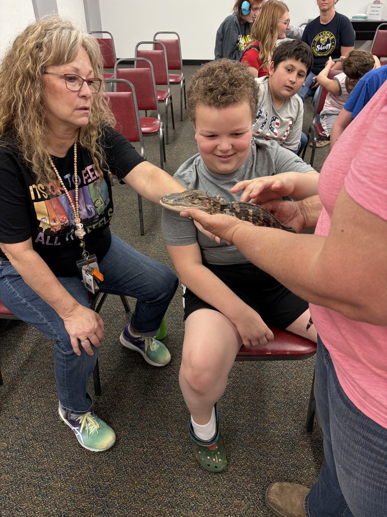 Petting  baby alligator