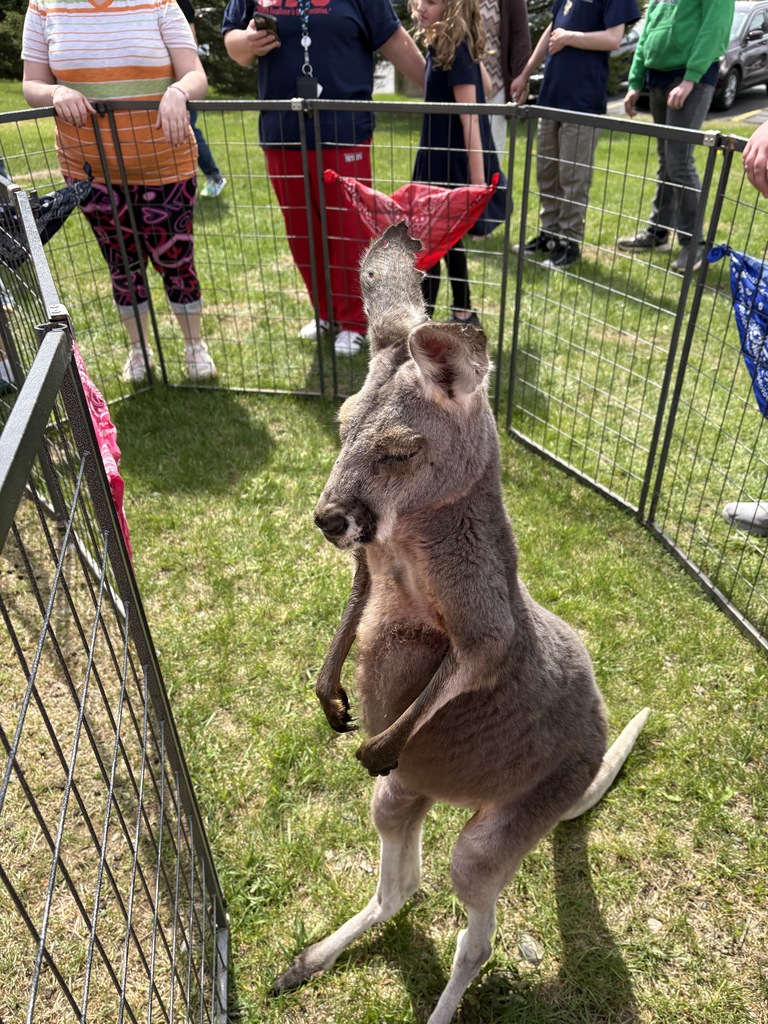 Joey the Kangaroo