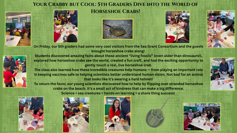 pictures of students with horseshoe crabs 