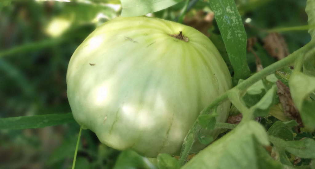 2nd Harvest at Hillside High School