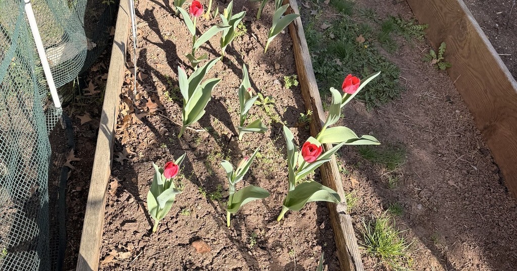 Tulips at DGTA