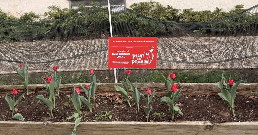 Tulips at DGTA