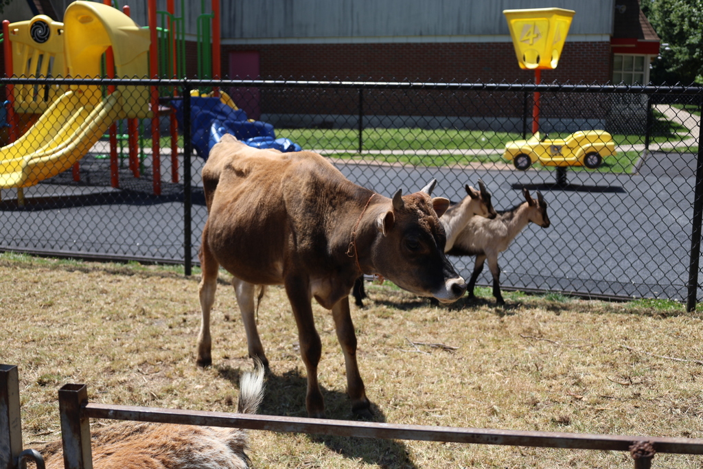 Petting Zoo at A.P. Morris 2026