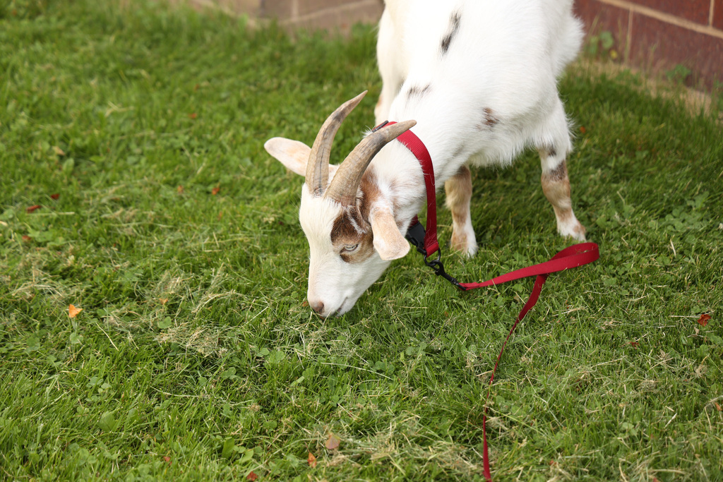 Goat at Science Day